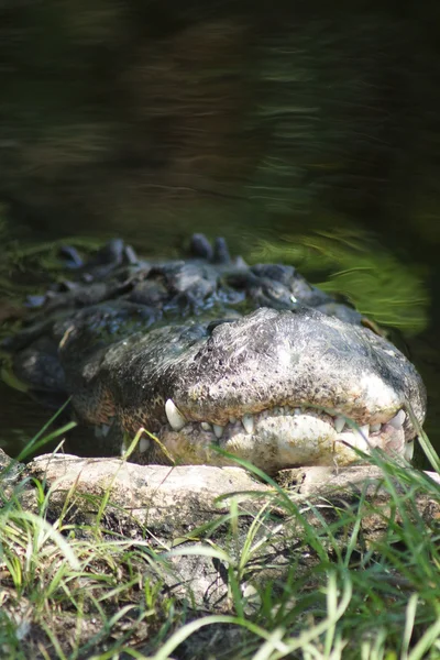 Американский аллигатор - Alligator mississippiensis — стоковое фото
