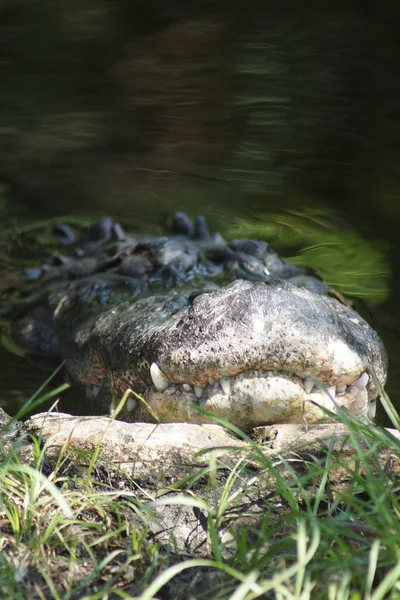 Americký aligátor - alligator mississippiensis — Stock fotografie