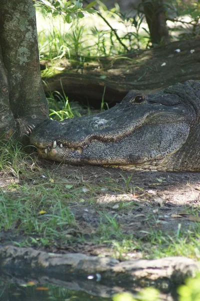 Amerikansk alligator - alligator mississippiensis — Stockfoto