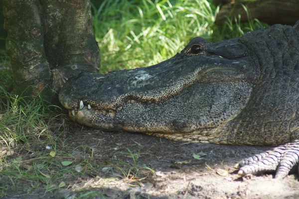 Amerikansk alligator - alligator mississippiensis — Stockfoto