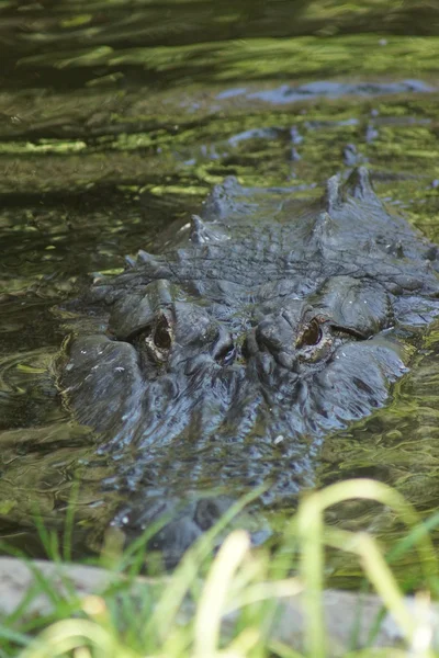 Amerikai aligátor - Mississippiensis aligátor — Stock Fotó