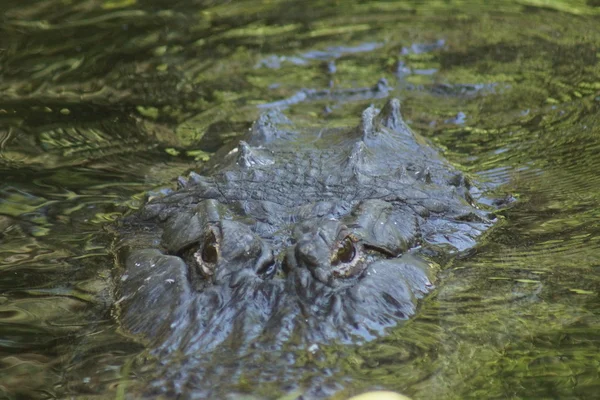 Cocodrilo americano - Alligator mississippiensis — Foto de Stock