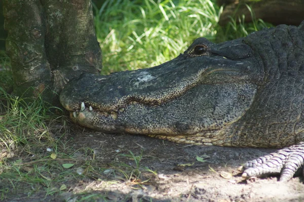 Alligator américain - Alligator mississippiensis — Photo
