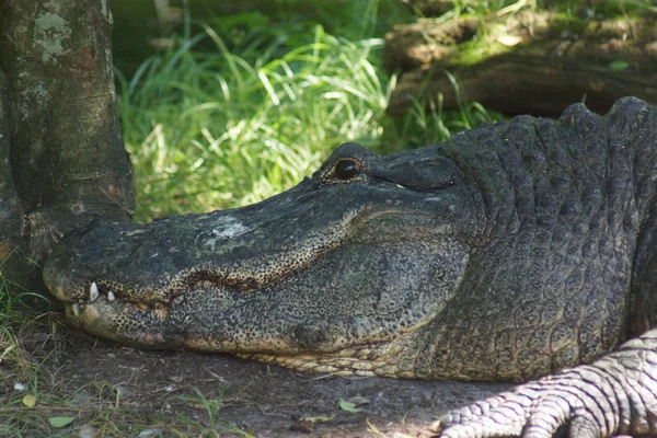 Amerikan timsahı - alligator mississippiensis — Stok fotoğraf