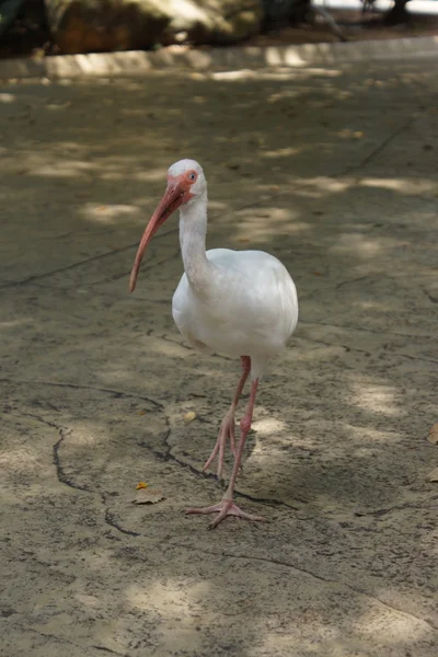 Американский белый ибис - Eudocimus albus — стоковое фото