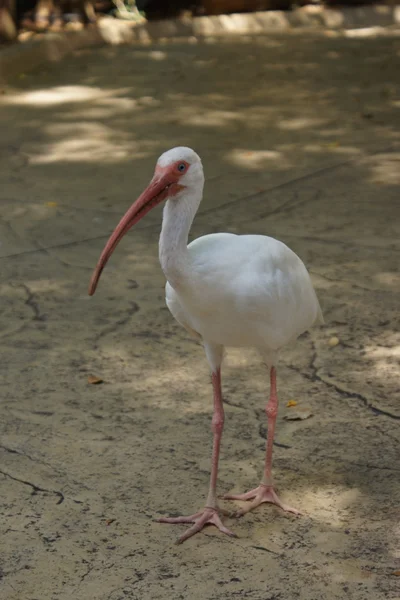 Ibis blanc américain - Eudocimus albus — Photo