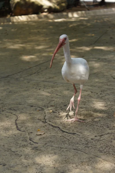 Amerikansk vit ibis - eudocimus albus — Stockfoto