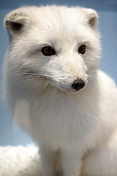 Arctic Fox - Vulpes lagopus — Stock Photo, Image