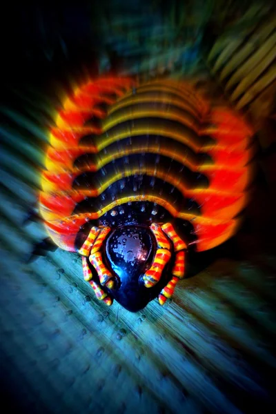 Arthropleura - вымерший гигантский жук — стоковое фото