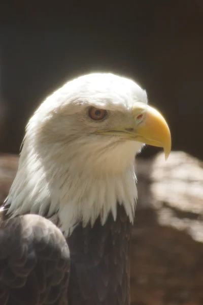 Bielik - haliaeetus leucocephalus — Zdjęcie stockowe