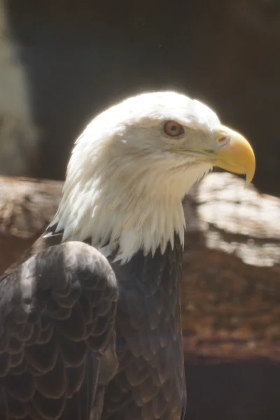 白頭ワシ - haliaeetus leucocephalus — ストック写真