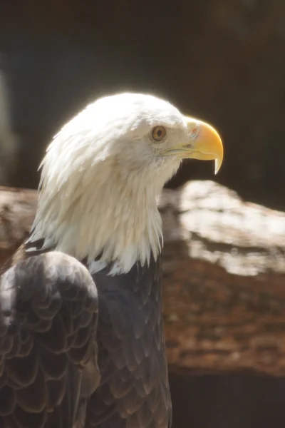 白頭ワシ - haliaeetus leucocephalus — ストック写真