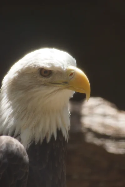 Bald Eagle - Haliaeetus leucocephalus — Stock Photo, Image