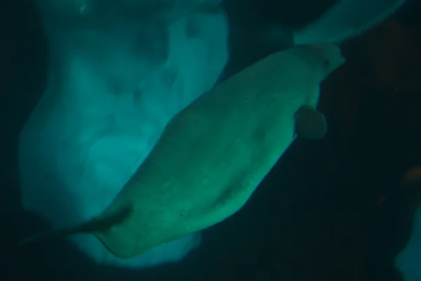 Baleia Beluga - Delphinapterus leucas — Fotografia de Stock