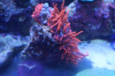 Beadlet anemon - Actinia equina