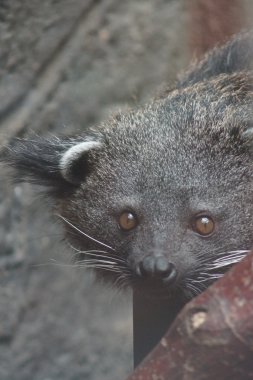 Binturong - Arctictis binturong