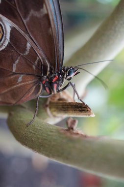 Mavi Morfo - biçim peleides