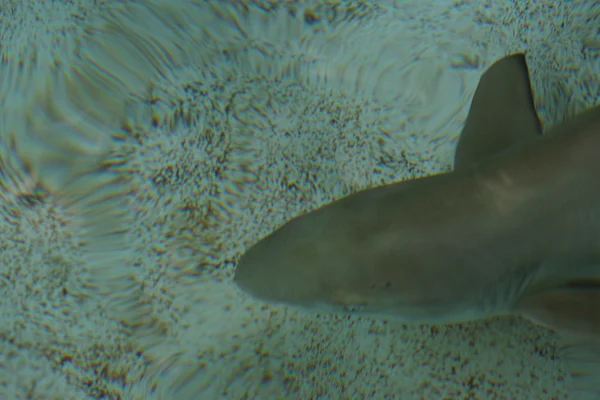 Tubarão-de-bico-negro - Carcharhinus melanopterus — Fotografia de Stock