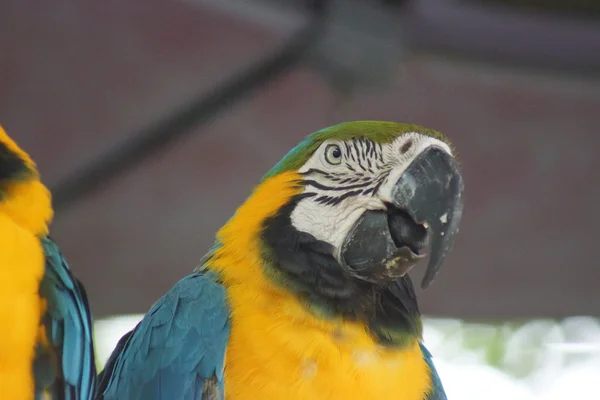 Arara azul e amarela - Ara ararauna — Fotografia de Stock