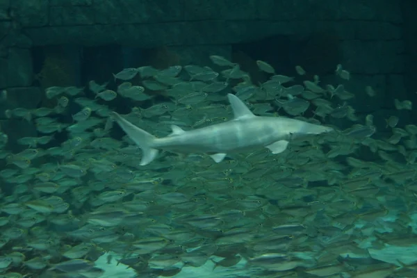 Bonnethead Shark-Sphyrna tiburo — Zdjęcie stockowe