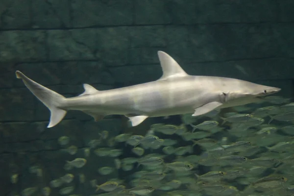 Tiburón cabeza hueca - Sphyrna tiburo —  Fotos de Stock