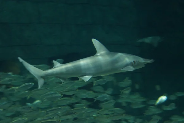 Bonnethead Shark-Sphyrna tiburo — Zdjęcie stockowe