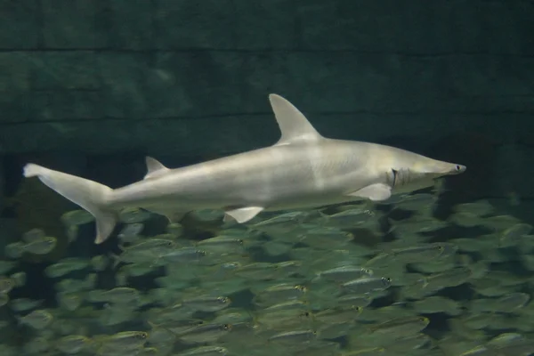 Tiburón cabeza hueca - Sphyrna tiburo — Foto de Stock