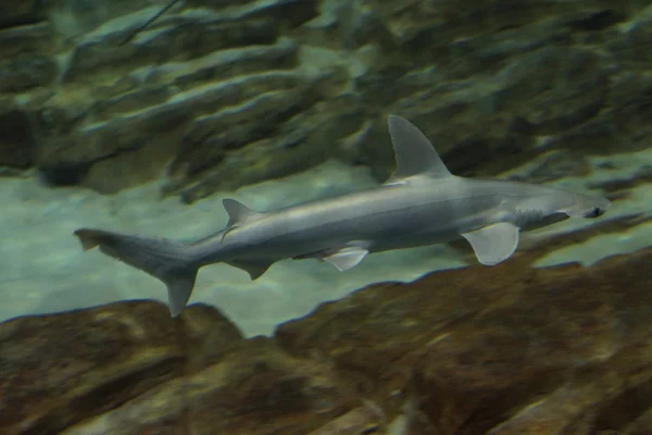 Haubenhai - sphyrna tiburo — Stockfoto
