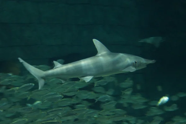 Tiburón cabeza hueca - Sphyrna tiburo — Foto de Stock