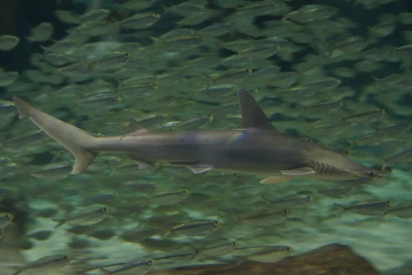 Bonnethead シャーク・ Sphyrna tiburo — ストック写真