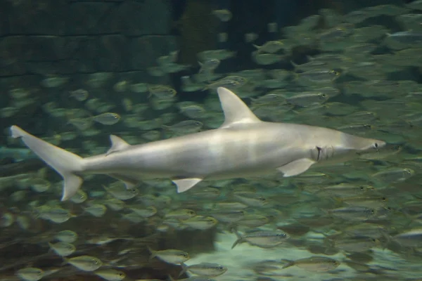 Bonnethead シャーク・ Sphyrna tiburo — ストック写真