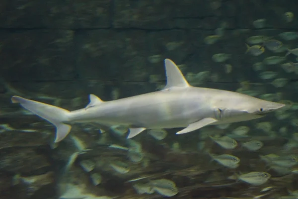 Bonnethead Shark-Sphyrna tiburo — Zdjęcie stockowe