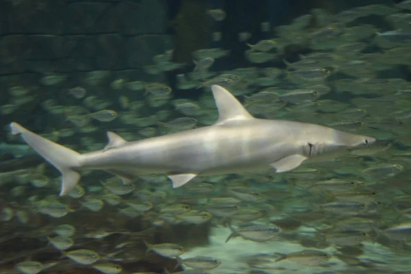 Bonnethead Shark-Sphyrna tiburo — Zdjęcie stockowe