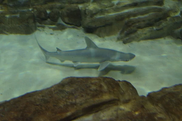 Tiburón cabeza hueca - Sphyrna tiburo — Foto de Stock