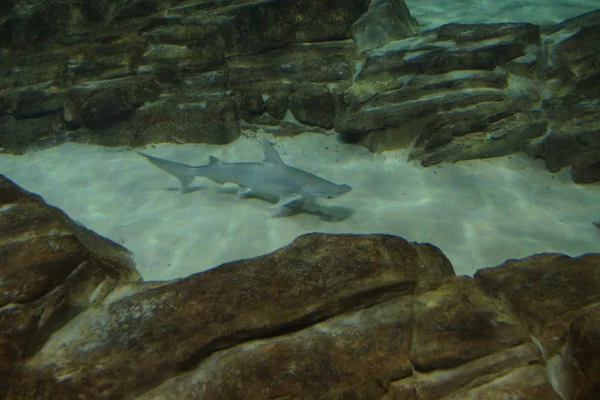 Tubarão-de-cabeça-dura - Sphyrna tiburo — Fotografia de Stock