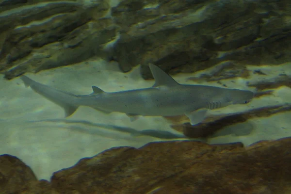 Tiburón cabeza hueca - Sphyrna tiburo — Foto de Stock