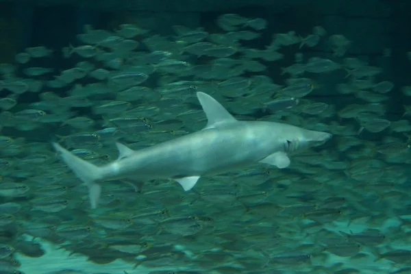 Боннехэд акула-Sphyrna тибуро — стоковое фото