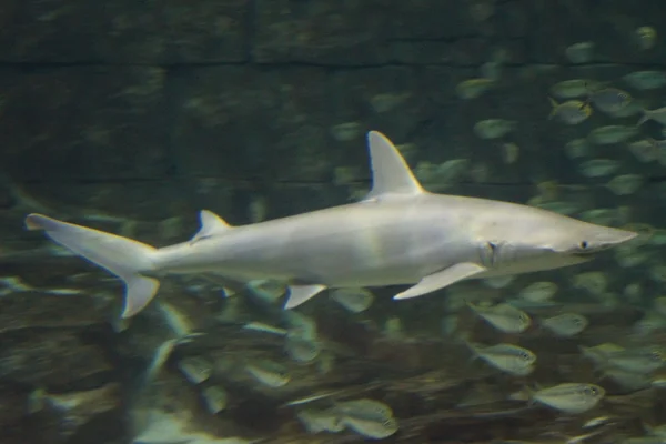 Bonnethead Shark-Sphyrna tiburo — Stockfoto