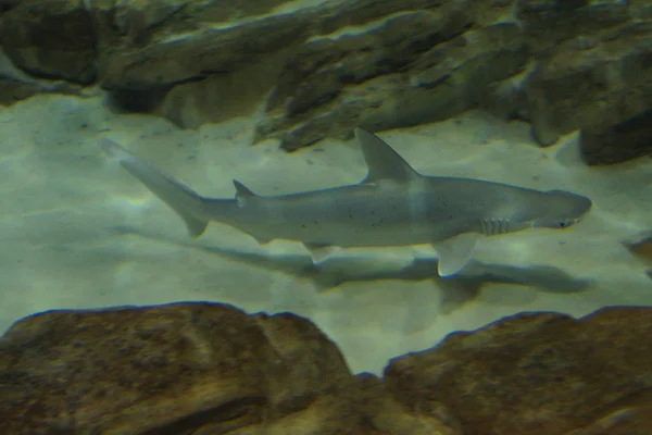 Tubarão-de-cabeça-dura - Sphyrna tiburo — Fotografia de Stock