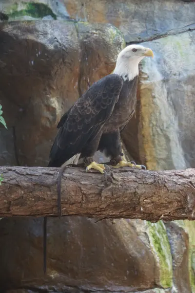 Лысый орел - Haliaeetus leucocephalus — стоковое фото