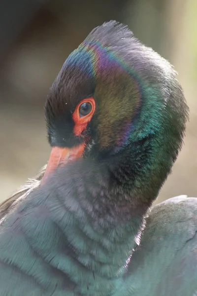 Cicogna nera - Ciconia nigra — Foto Stock