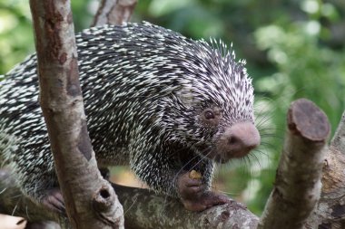 Brezilya Prehensile kuyruklu kirpi - Coendou prehensilis