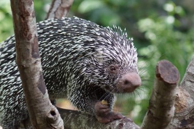 Brezilya Prehensile kuyruklu kirpi - Coendou prehensilis
