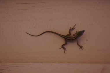 Kahverengi Anole - Anolis sagrei
