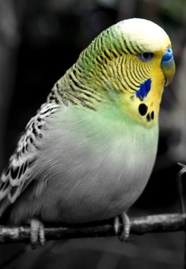 muhabbet kuşu - melopsittacus undulatus