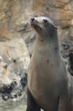 Kaliforniya deniz aslan - zalophus californianus