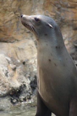 Kaliforniya deniz aslan - zalophus californianus