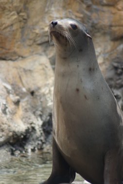 Kaliforniya deniz aslan - zalophus californianus