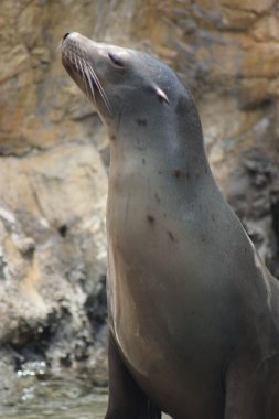 Kaliforniya deniz aslan - zalophus californianus