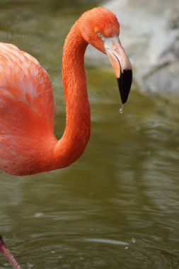 Karayip Flamingo - Phoenicopterus ruber